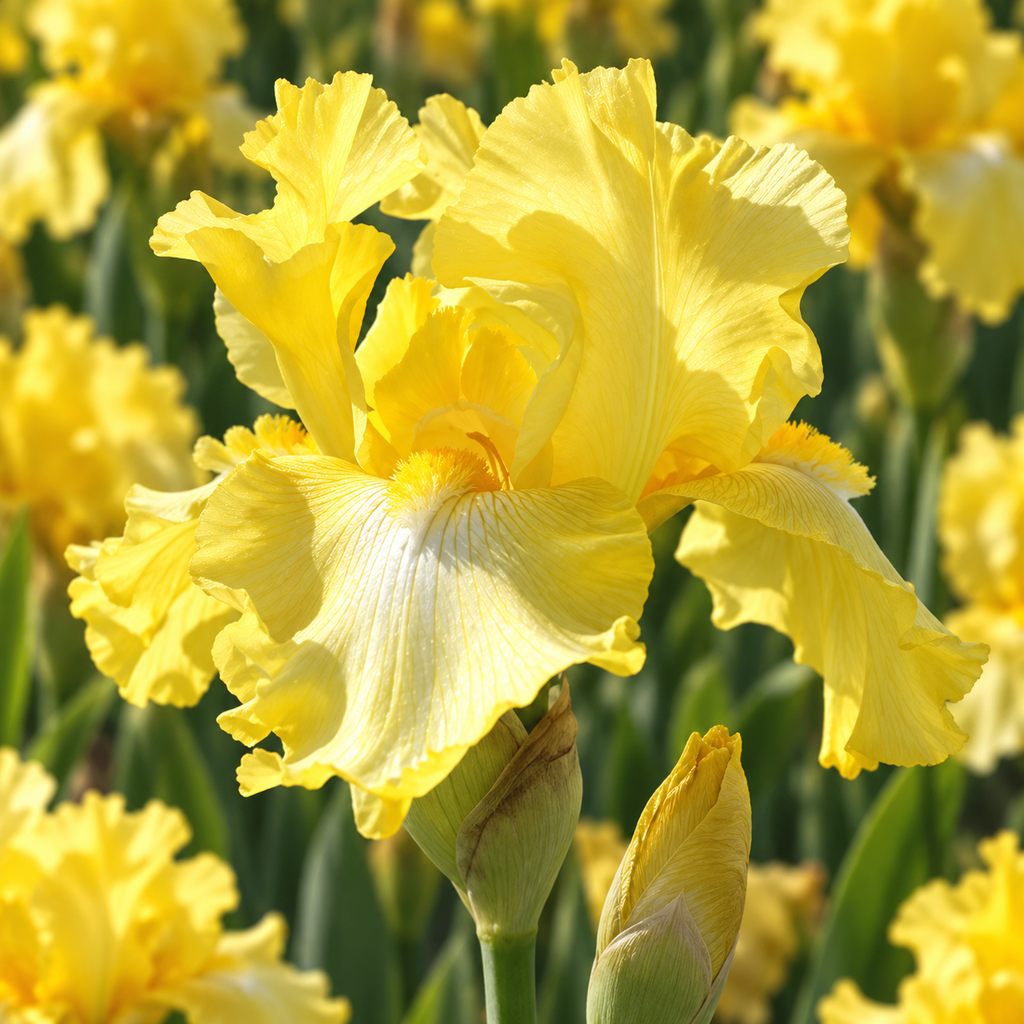 Bulbi Iris Germanica Harvest of Memories