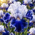 Bulbi Iris Germanica Arpege
