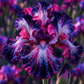 Bulbi Iris Germanica - Skating