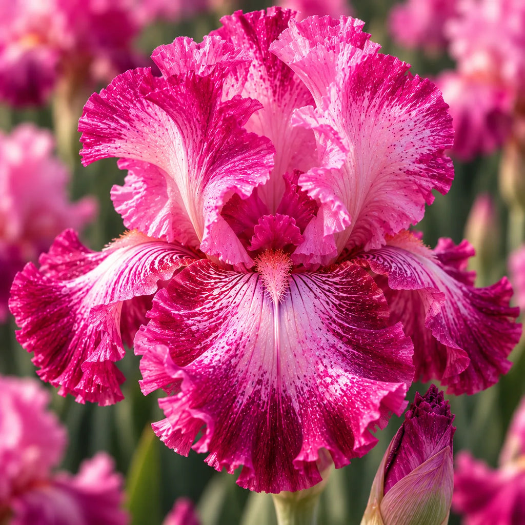 Bulbi Iris Germanica Pink Tafette