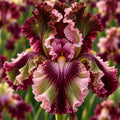 Bulbi Iris Germanica - Verna