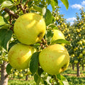 Măr Golden Delicious
