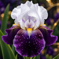Bulbi Iris Germanica - Blue Rhythm
