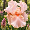 Bulbi Iris Germanica Party Dress