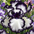 Bulbi Iris Germanica Bolt Print