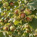 Alun Cozia
