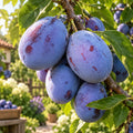 Prun Cacanska Lepotica