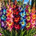Bulbi Gladiole Pachet Mixt
