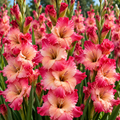 Bulbi Gladiole - Apricot Bubble Gum - 5 buc
