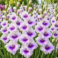 Bulbi Gladiole - Aviol - 5 buc
