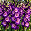 Bulbi Gladiole - Blue Isle - 5 buc