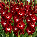 Bulbi Gladiole - Traderhorn - 5 buc