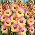 Bulbi Gladiole - Sapporo - 5 buc