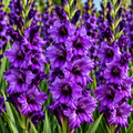 Bulbi Gladiole - Purple Flora - 5 buc
