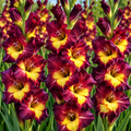 Bulbi Gladiole - Breceria - 5 buc