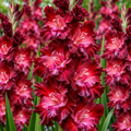 Bulbi Gladiole - Azurro - 5 buc