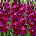 Bulbi Gladiole - Velvet Eyes - 5 buc