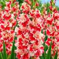 Bulbi Gladiole - Japonica - 5 buc