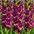 Bulbi Gladiole - Color Club - 5 buc