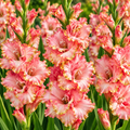 Bulbi Gladiole - Pink Lady - 5 buc