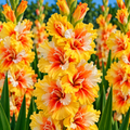 Bulbi Gladiole - Golden Sunrise - 5 buc