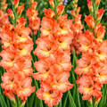 Bulbi Gladiole - Eminence - 5 buc