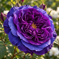 Trandafiri Butași Teahibrizi - Rhapsody in Blue