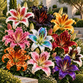 Bulbi de Crini Lotus Mix