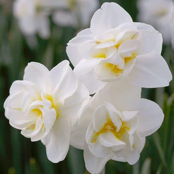 Bulbi de Narcise "White Cheerfulness" - 3 bucati /  pachet