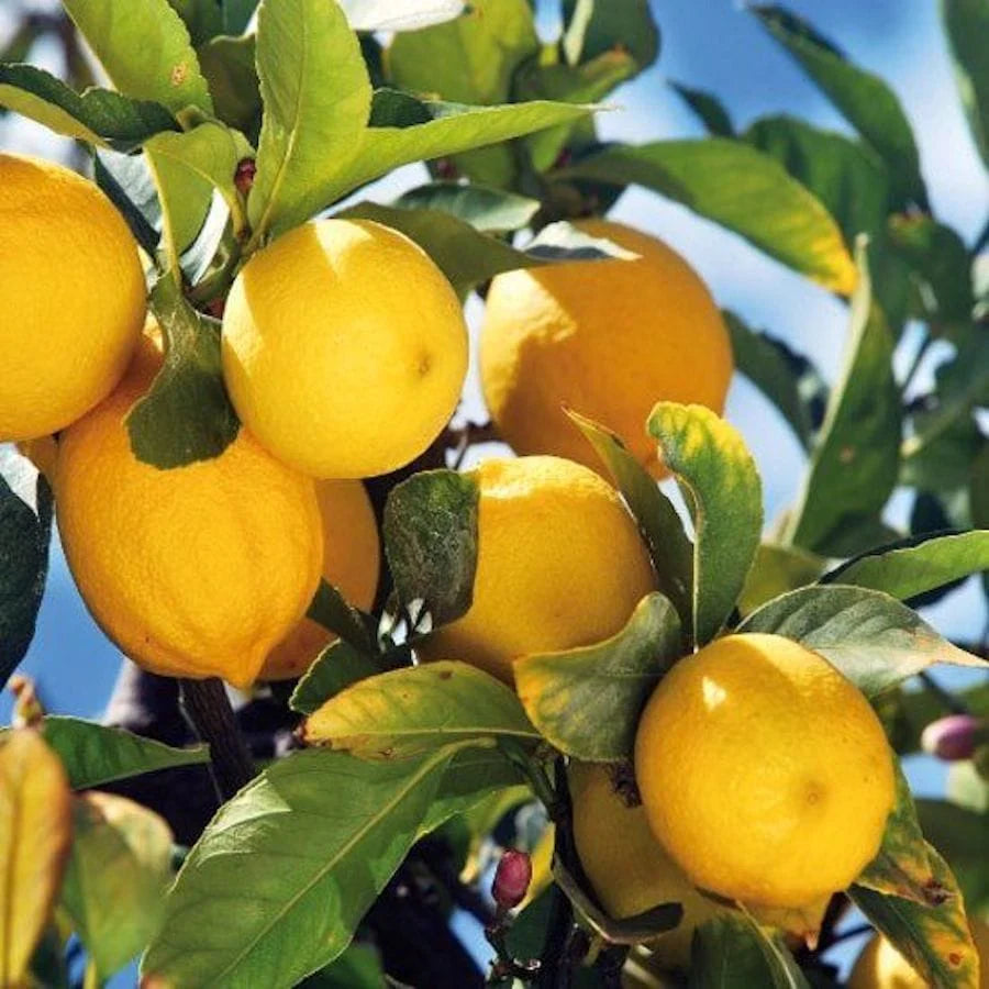 Lamai "Citrus Limon " , 150 cm