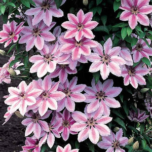 Clematis "Nelly Moser" la Ghiveci, 1 Bucata