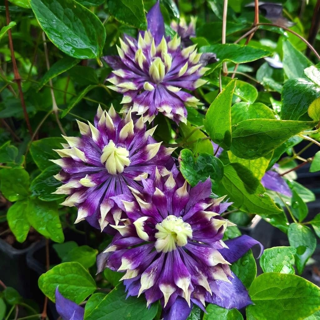 Clematis "Taiga" la Ghiveci, 1 Bucata