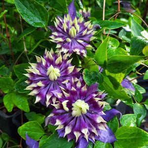 Clematis "Taiga" la Ghiveci, 1 Bucata