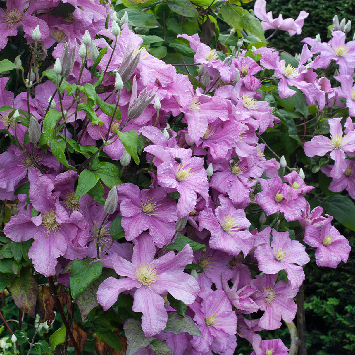 Clematis "Hagley Hybrid" la Ghiveci, 1 Bucata