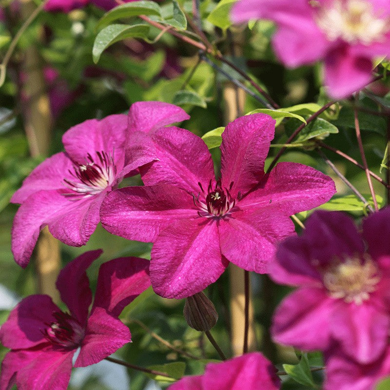 Clematis "Kardynal" la Ghiveci, 1 Bucata