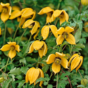 Clematis "Tangutica" la Ghiveci, 1 Bucata