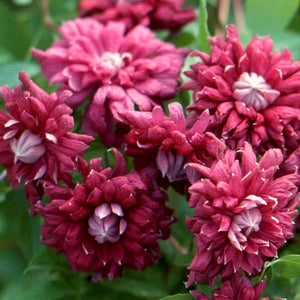 Clematis "Purpurea Plena Elegans" la Ghiveci, 1 Bucata