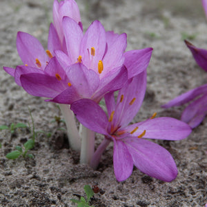 Branduse de Toamna "Colchicum Cilicicum", 1 Bucata