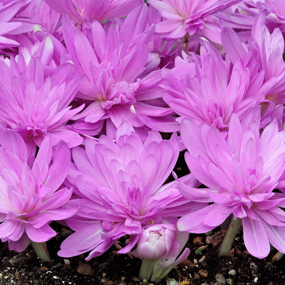 Branduse de Toamna "Colchicum Waterlily ", 1 Bucata