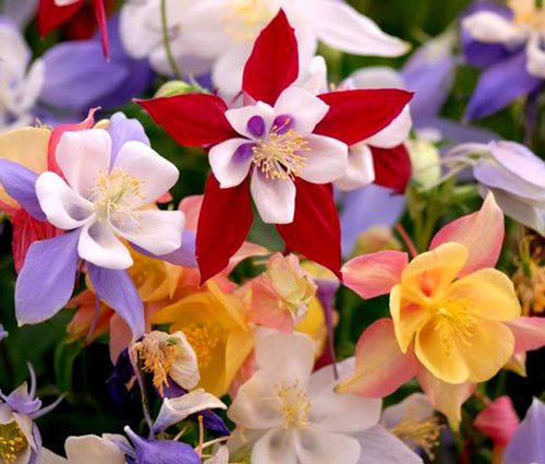 Bulbi de Caldaruse Aquilegia "McKanna Hybrids", Culori Mixt Premium, 10 bucati
