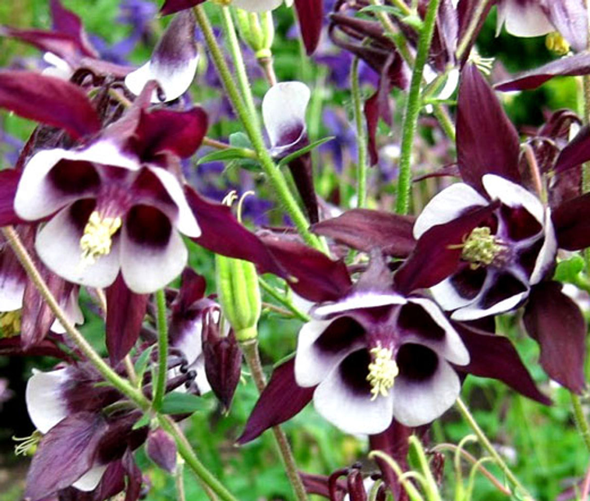 Bulbi de Caldaruse Aquilegia "William Guiness", 1 Bucata