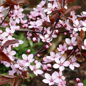 Prunus Nigra Roz "Corcodus Ornamental", 1 Bucata