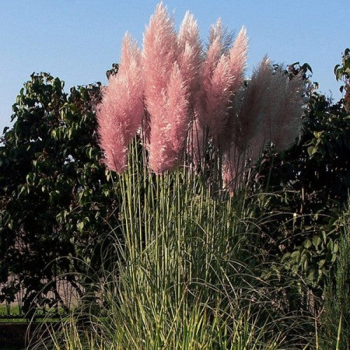 Iarba de Pampas "Cortaderia Pampas", Roz, la Ghiveci de 3L, 1 Bucata