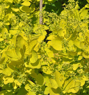 Scumpie "Arbore de Fum "Cotinus Coggygria Golden Lady, 1 Bucata