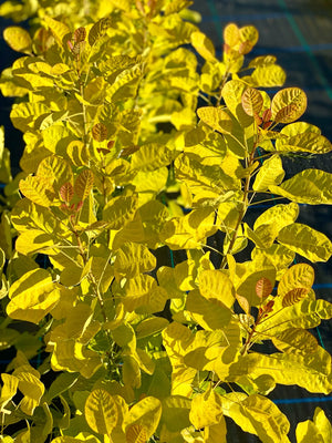 Scumpie "Arbore de Fum "Cotinus Coggygria Golden Lady, 1 Bucata