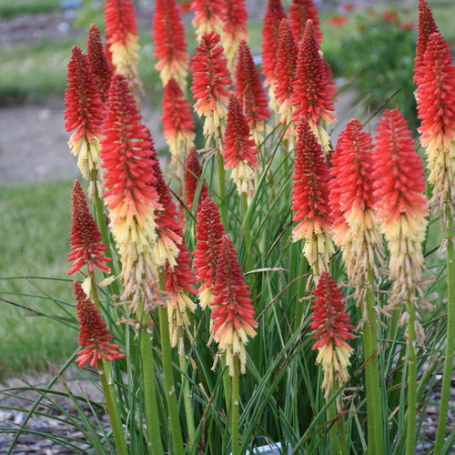 Bulbi de Kniphofia "Amazing Fun", Crinul Faclie, 1 Bucata