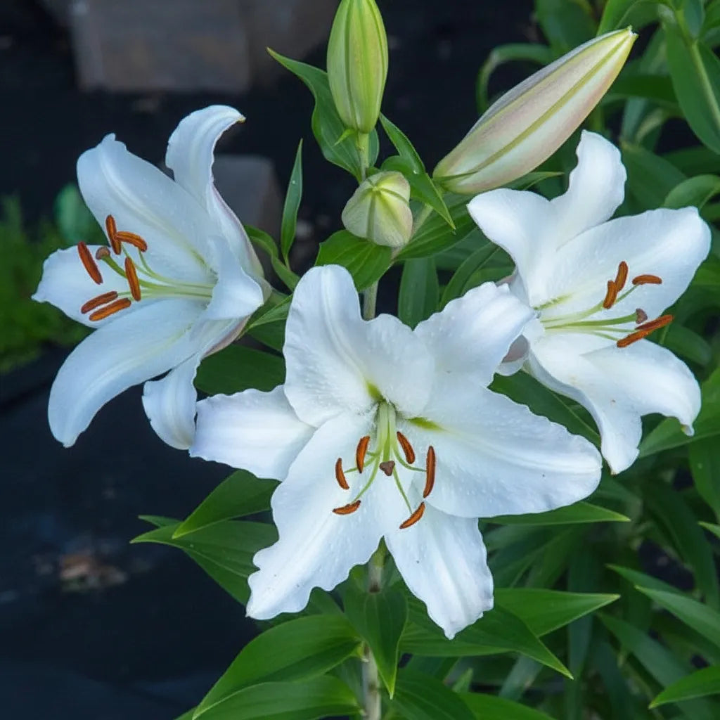 Crini Casa Blanca din bulbi premium, flori albe spectaculoase cu parfum dulce și tulpini viguroase, perfecte pentru grădini, jardiniere, amenajări peisagistice și flori tăiate