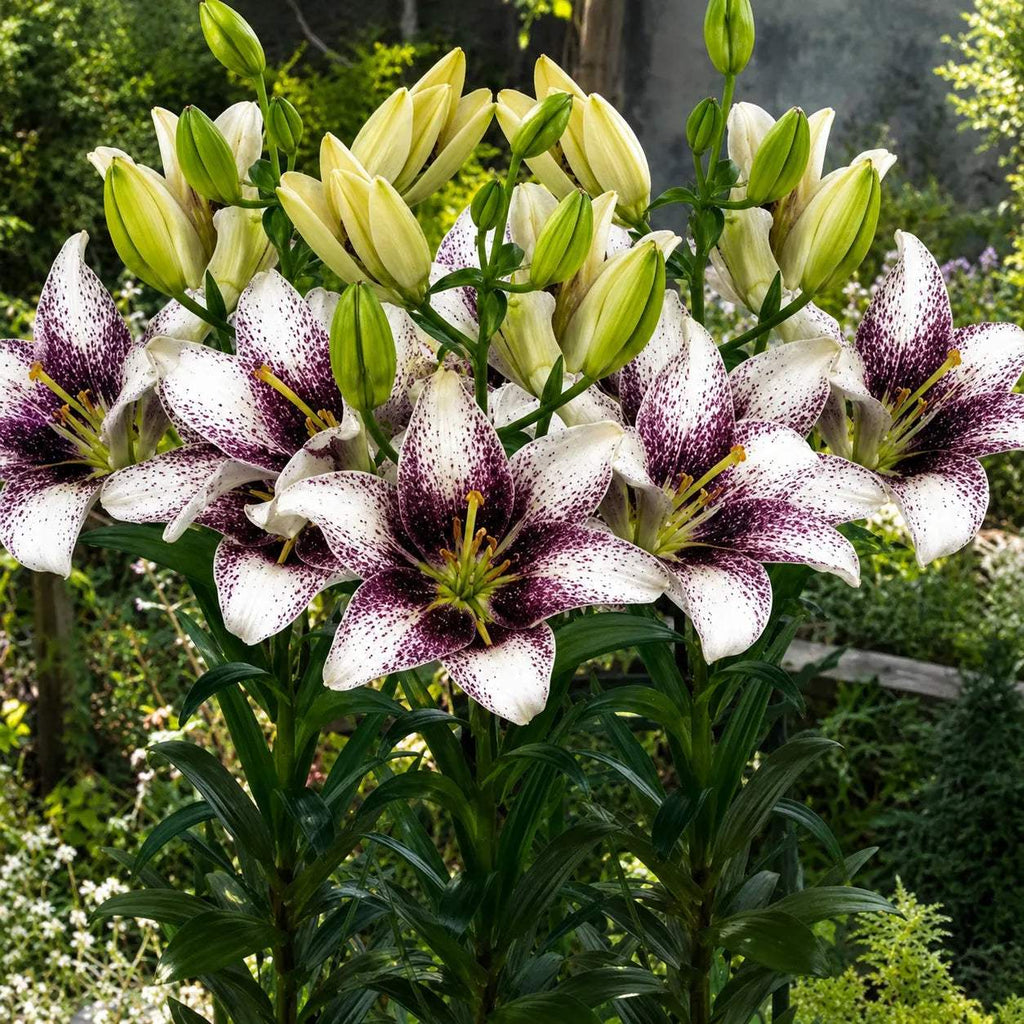 Crini_Easy_Spot_din_bulbi_premium - Fitza Florilor