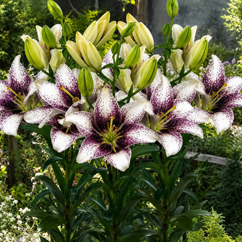 Crini Easy Spot din bulbi premium, flori crem-alb cu centru burgund contrastant și polen redus, perfecte pentru grădini, jardiniere, amenajări peisagistice și flori tăiate