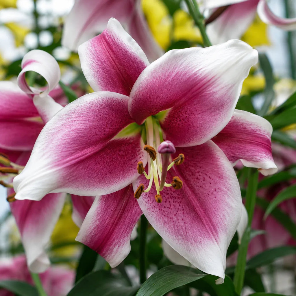 Crini Friso din bulbi premium, flori spectaculoase roz-vișiniu cu margini albe și parfum delicat, perfecte pentru grădini, jardiniere, amenajări peisagistice și flori tăiate